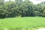 乡村旅游摄影农田