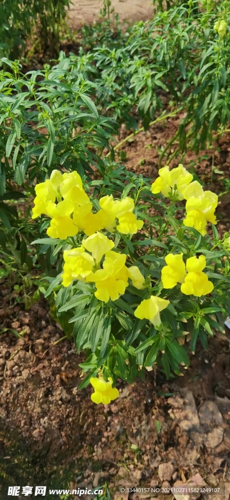 鲜花