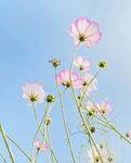 波斯菊
