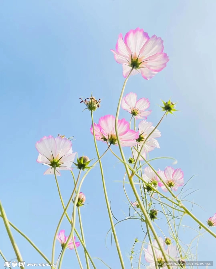 波斯菊