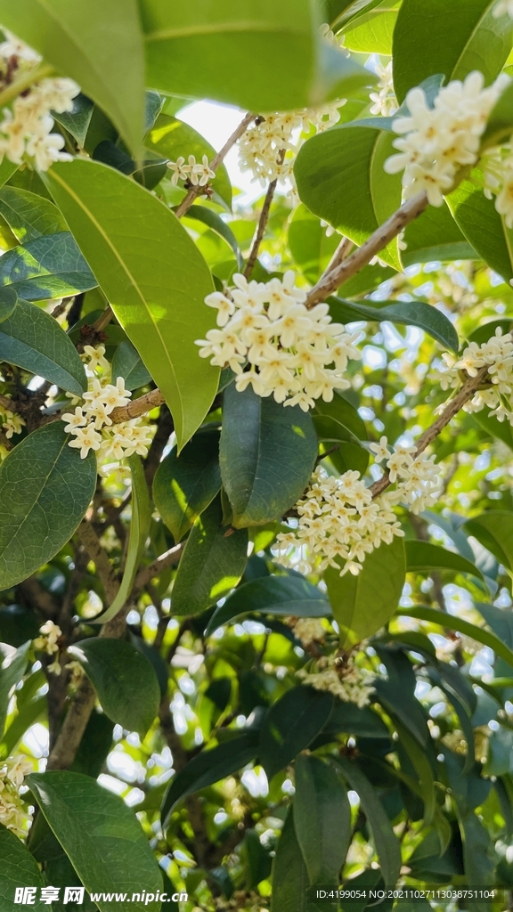 桂花