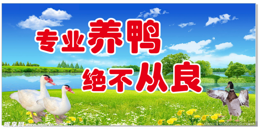 专业养鸭