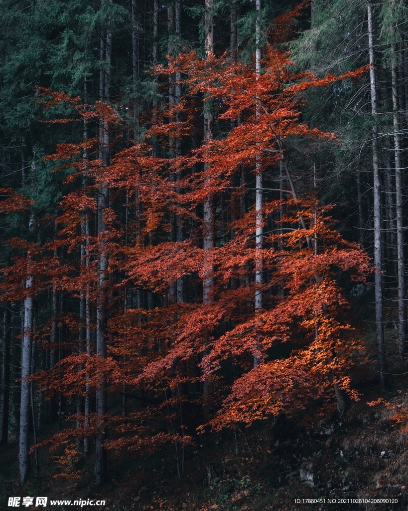 山林