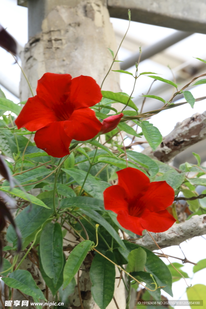 温室花草