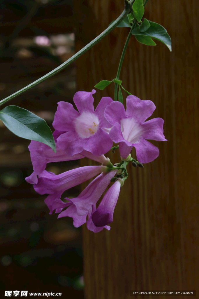 温室花草 