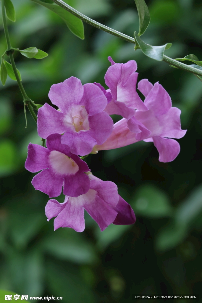 温室花草