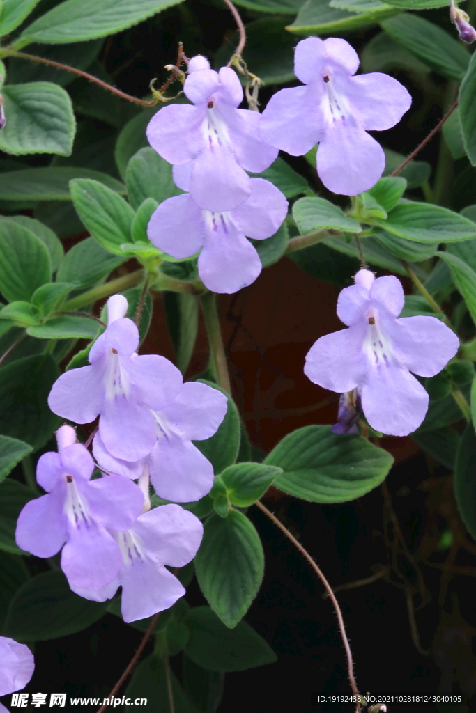 温室花草 