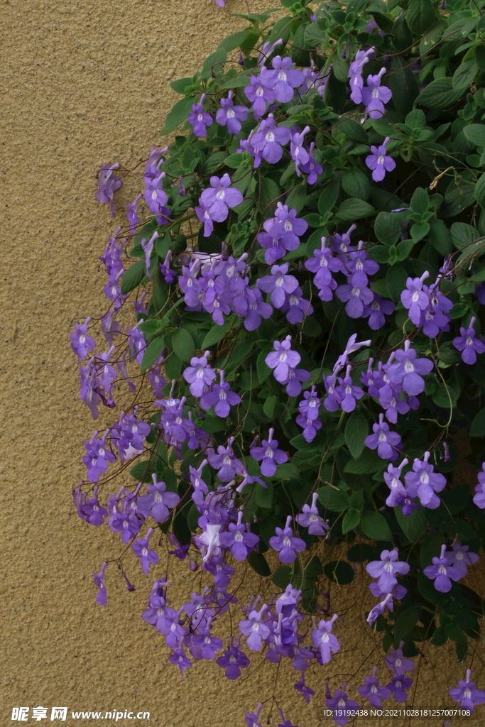 温室花草 