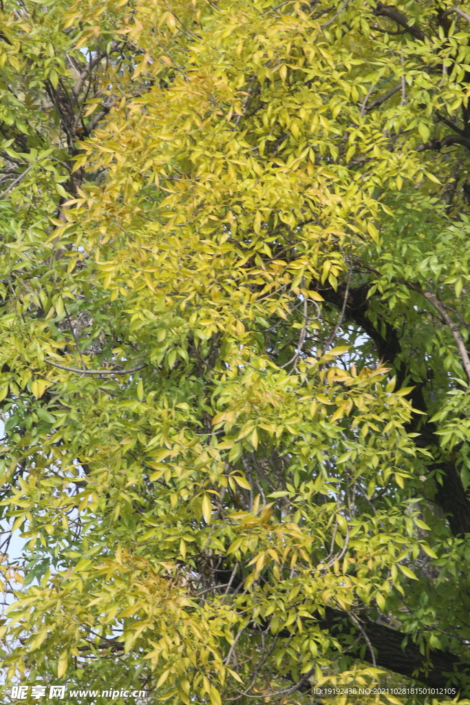 白蜡树 