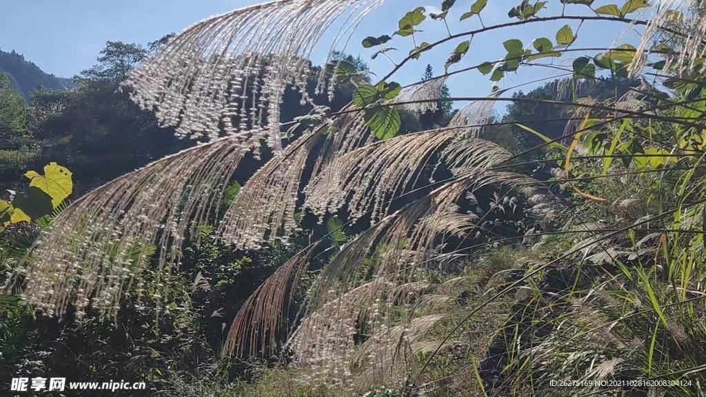 桴焉红岩自然风光