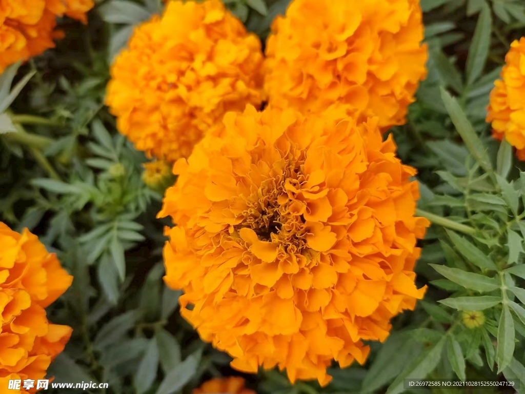 花