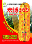 玉米传单