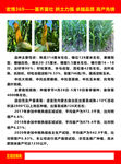 玉米传单