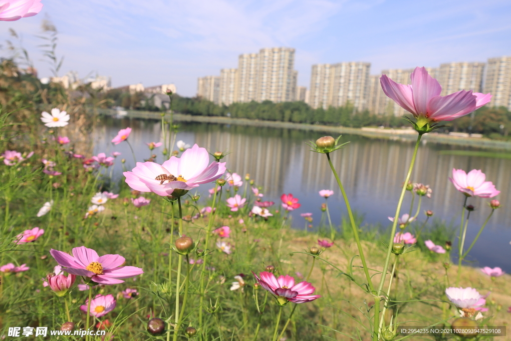 蜜蜂采花