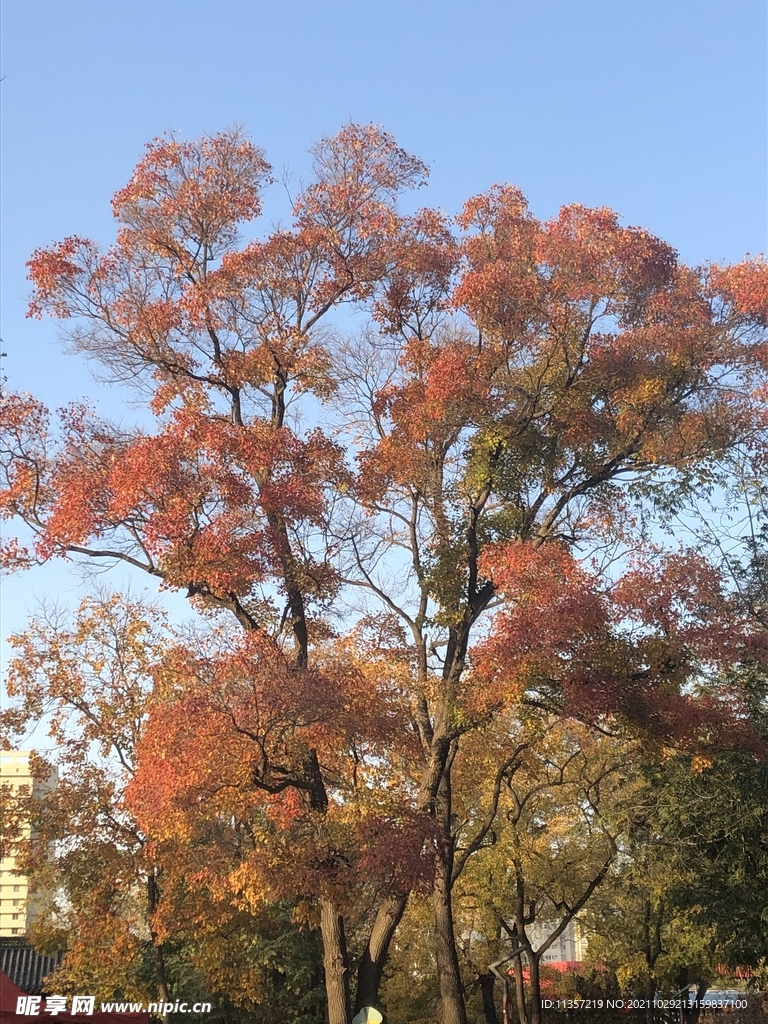 红树林