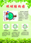 眼部结构