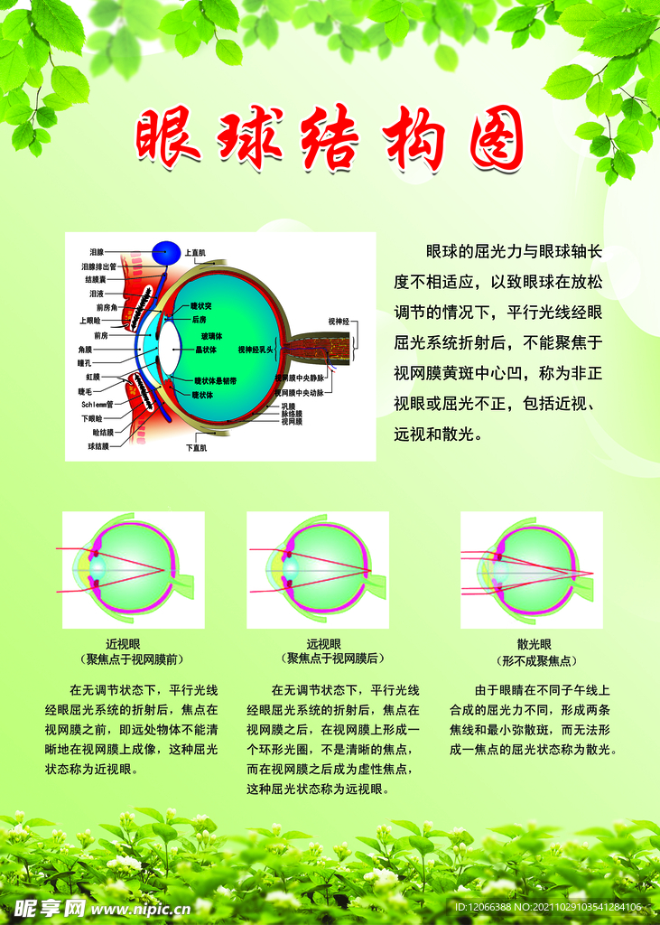 眼部结构