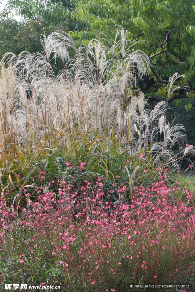 园林花草