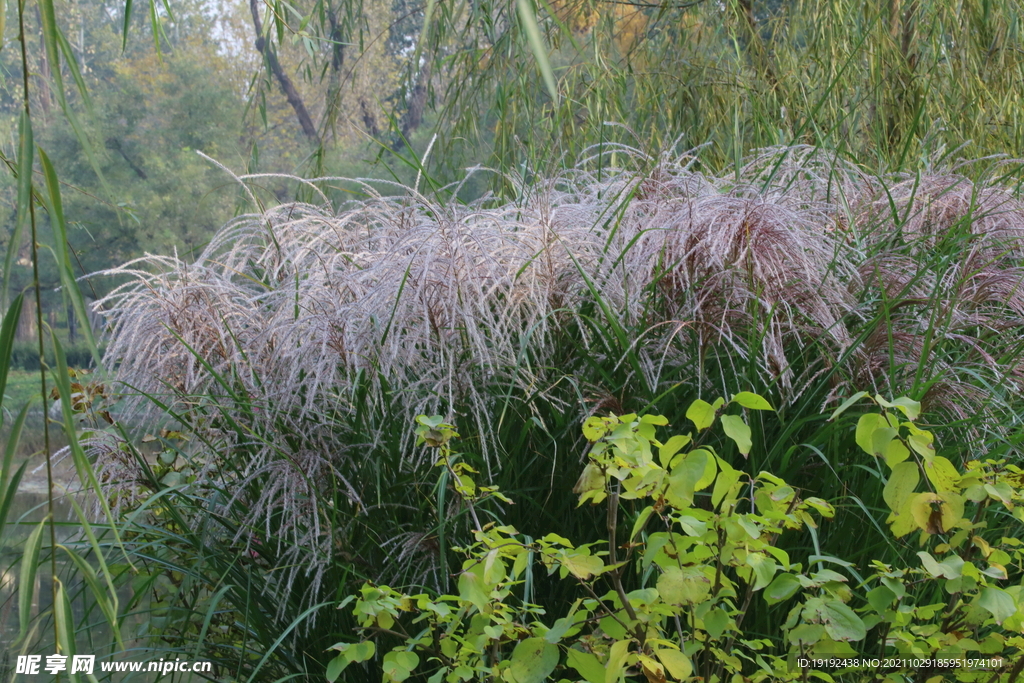 芒草风景