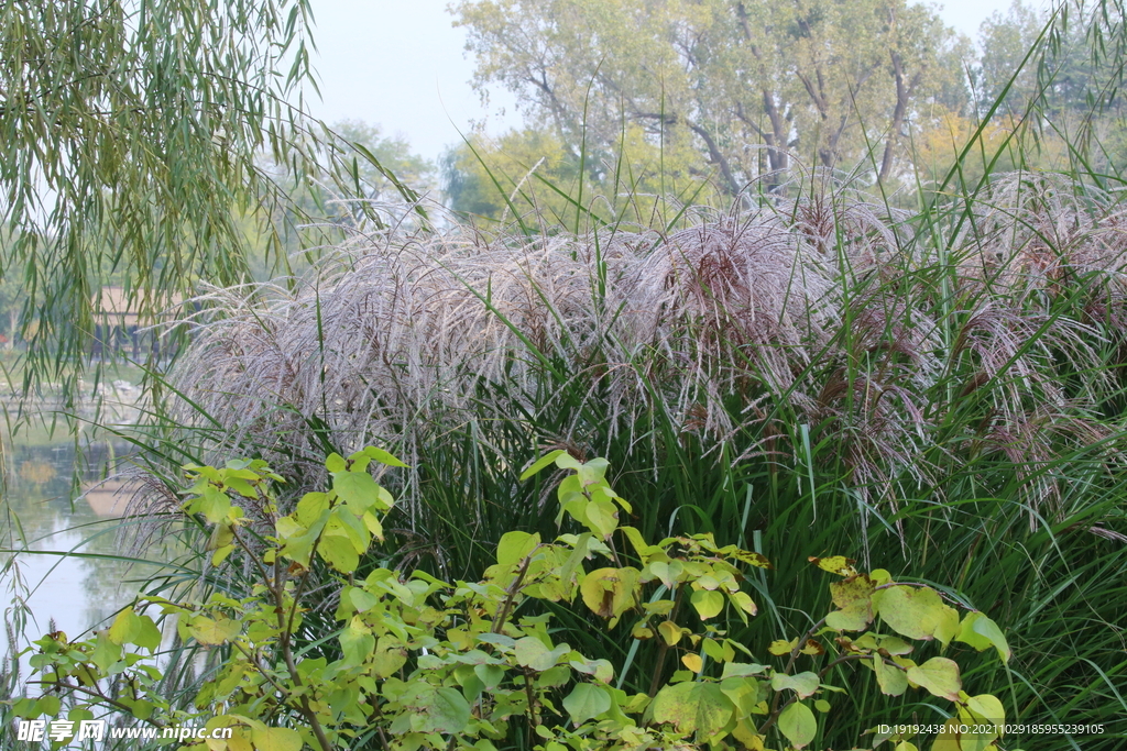 芒草 