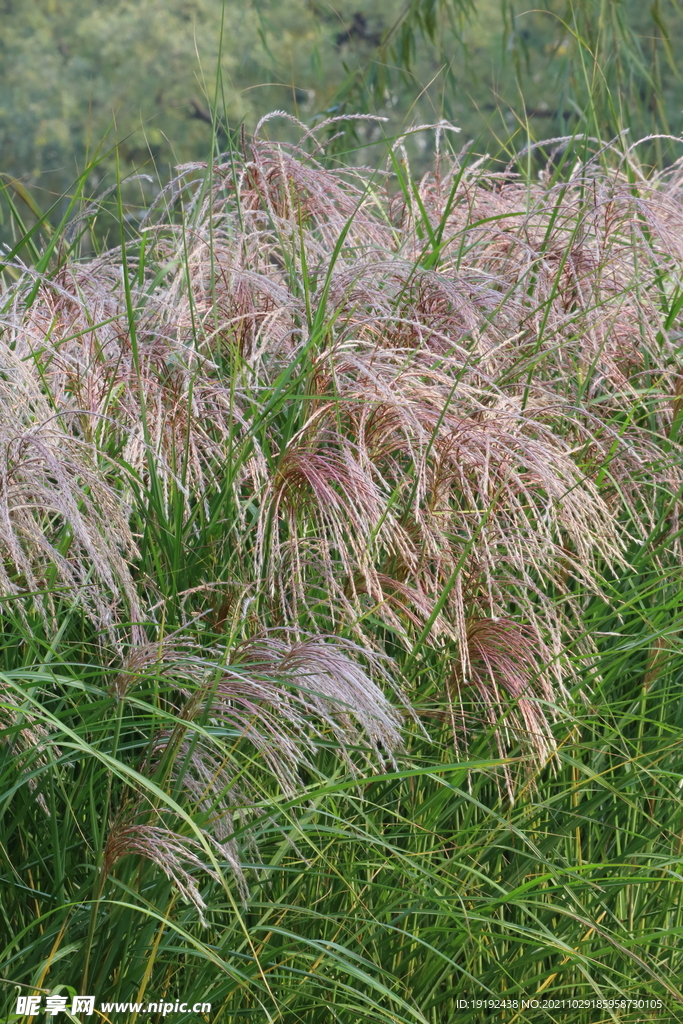 芒草风景