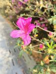 杜鹃花 