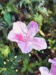 杜鹃花