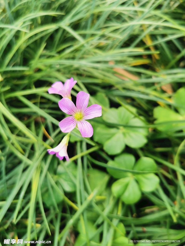 红花酢浆草 