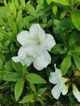 白花杜鹃