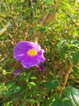 牵牛花
