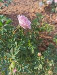 月季花
