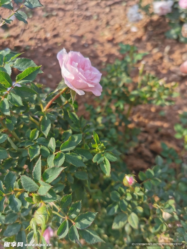 月季花