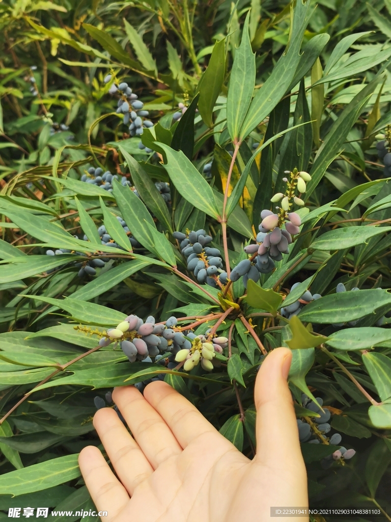 十大功劳 