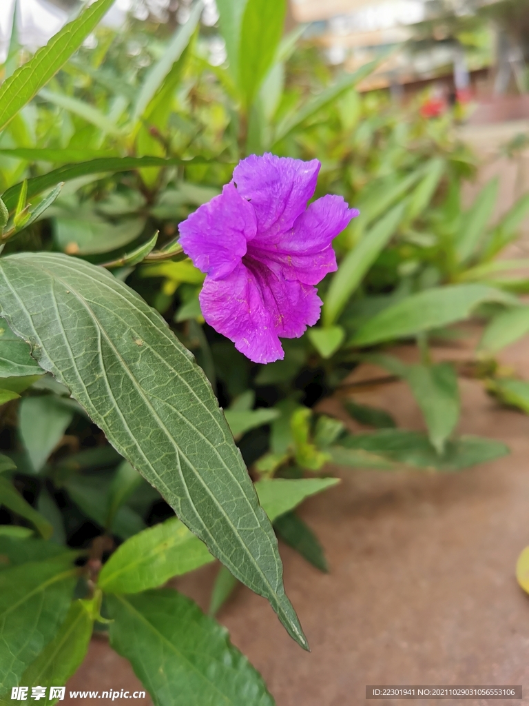 光叶蝴蝶草 蓝花草