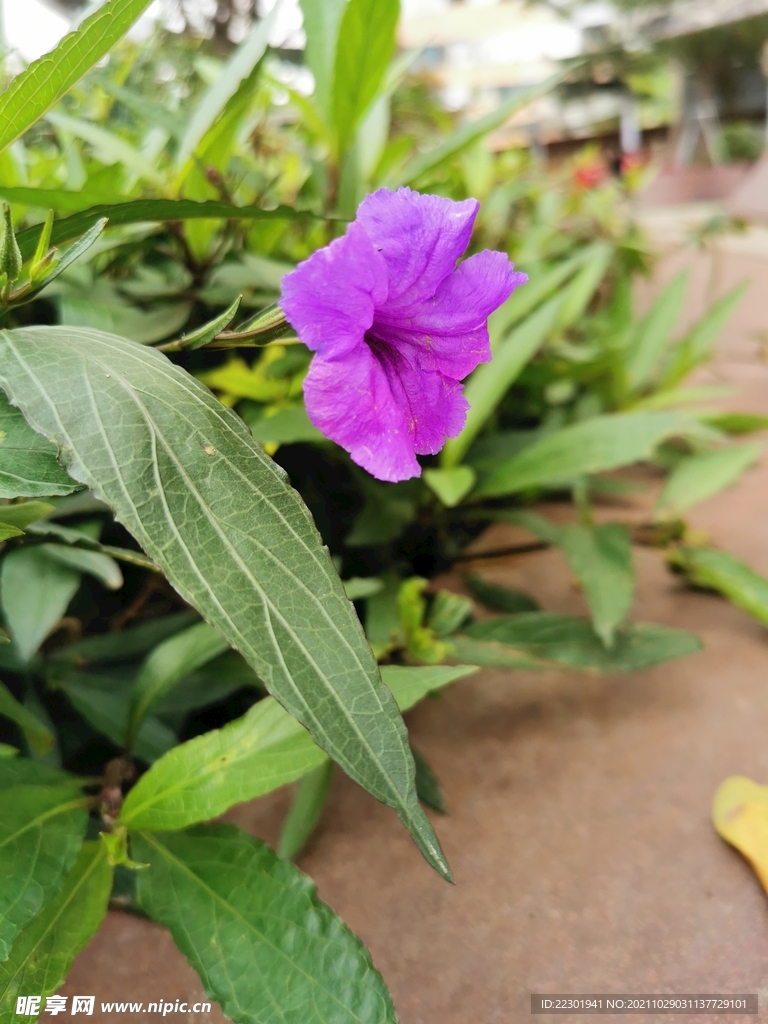 光叶蝴蝶草 蓝花草 