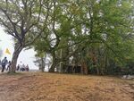小路 绿树