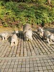 雕刻猪