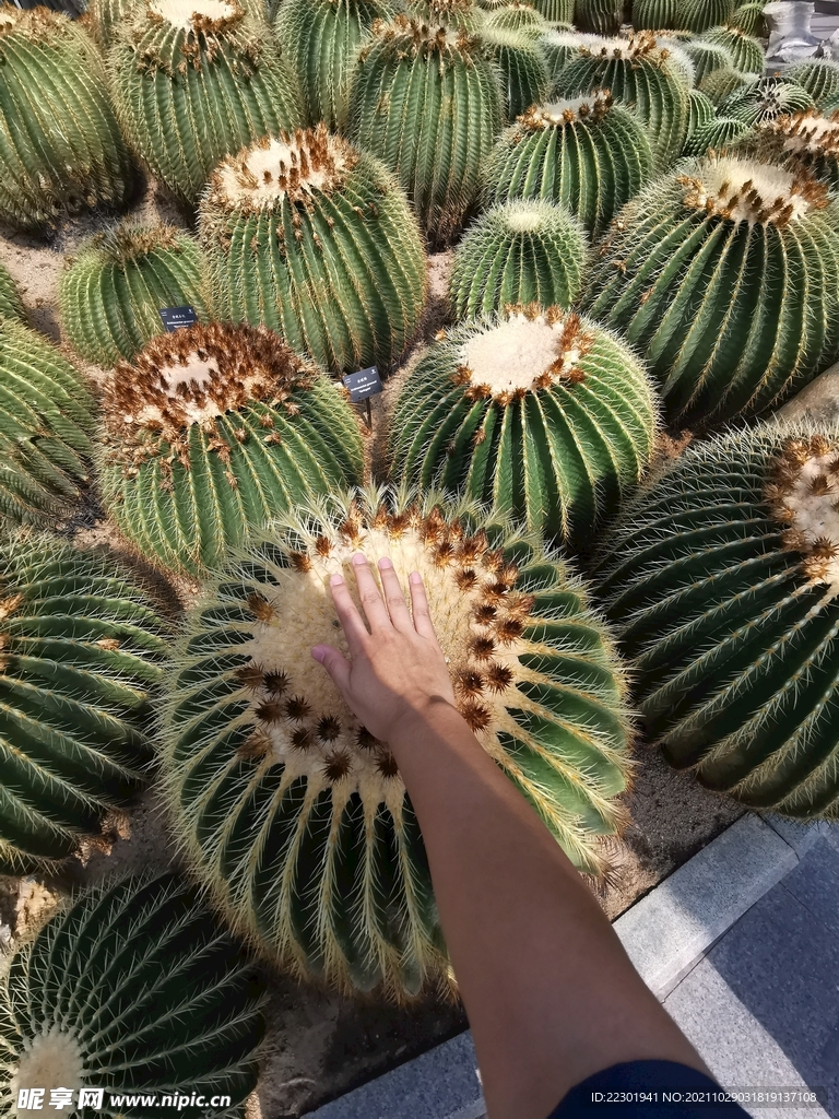 仙人球 