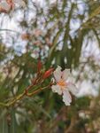 夹竹桃花 