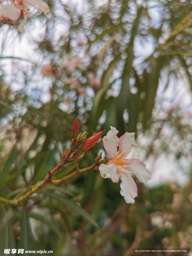 夹竹桃花 