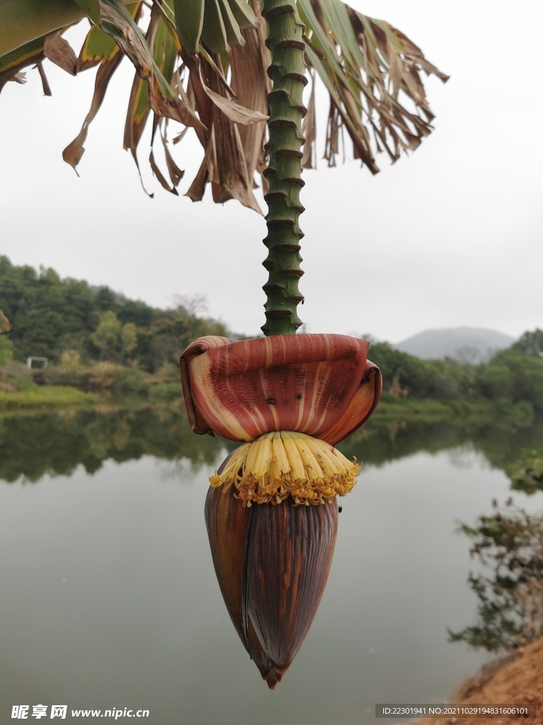 芭蕉