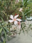 夹竹桃花 