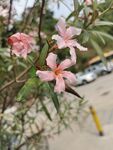 夹竹桃花 