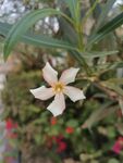 夹竹桃花 