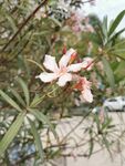 夹竹桃花 