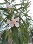 夹竹桃花 
