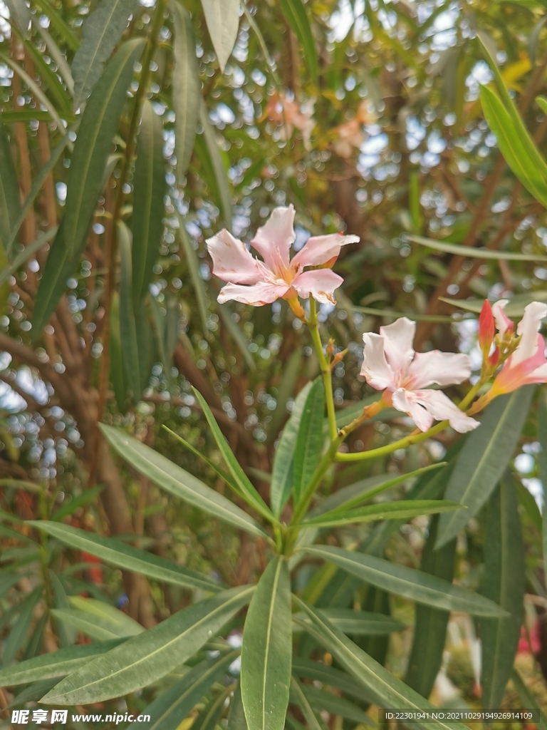 夹竹桃花 