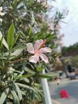 夹竹桃花 