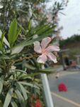 夹竹桃花 