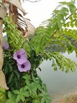 牵牛花